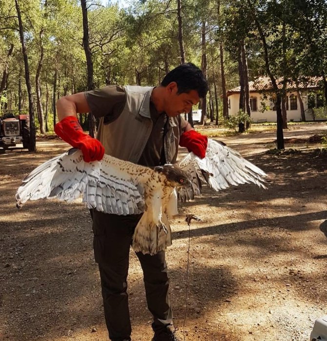 Marmaris’te Yılan Kartalı Doğaya Salındı