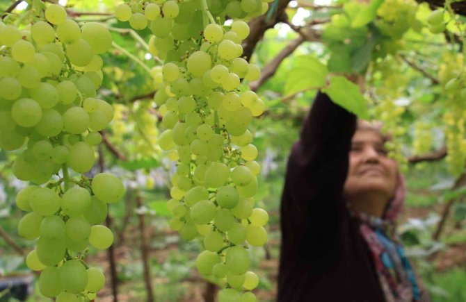 Kilosu 130 Tl; Turfanda Üzümler Avrupa Yolunda