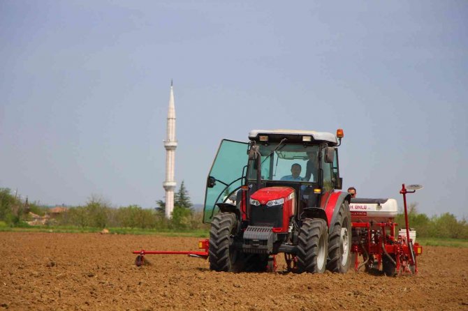 Amasya Valiliği Ayçiçeği Tohumu Desteğini 80 Bin Dekara Çıkardı