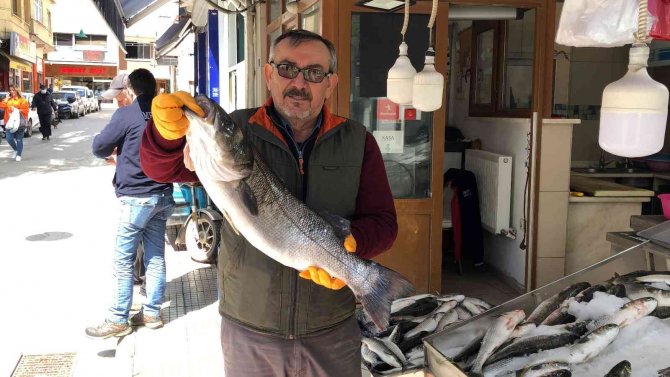 Sinop’ta Balıkçı Ağlarına 7 Kiloluk Levrek Takıldı