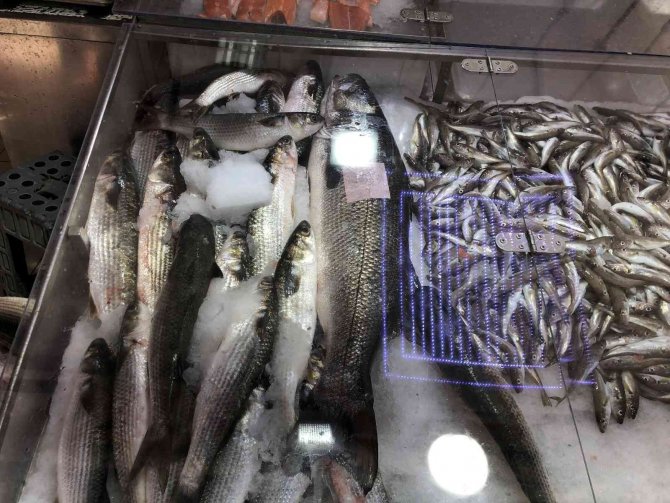 Sinop’ta Balıkçı Ağlarına 7 Kiloluk Levrek Takıldı