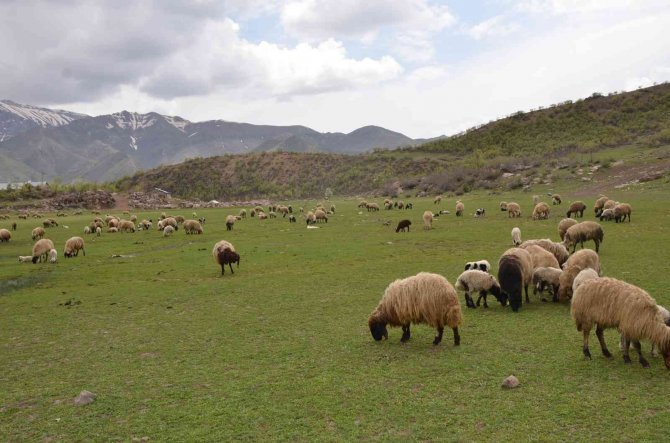 Göçerler Kar Erimeden Şırnak Yaylalarına Çıktı