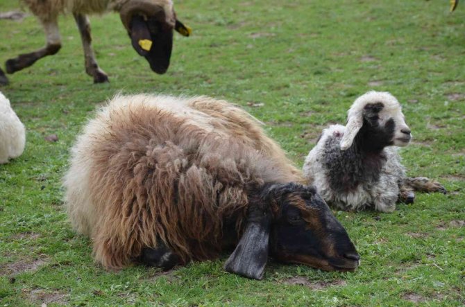 Göçerler Kar Erimeden Şırnak Yaylalarına Çıktı