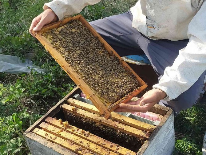 En Ballı İlde Arıcılar Sezona Hazır