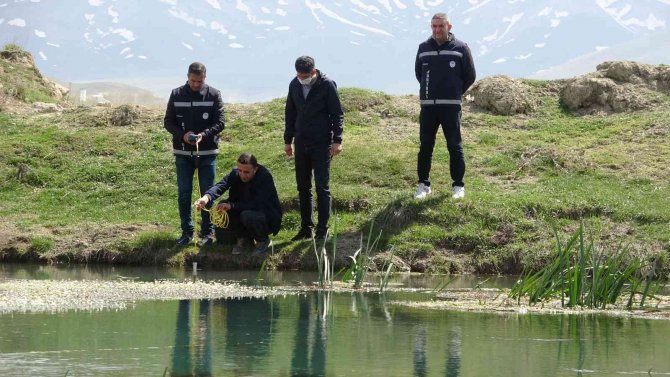 Van Gölü’nün İnci Kefalleri Göç Hazırlığında