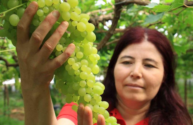Kilosu 130 Tl; Turfanda Üzümler Avrupa Yolunda