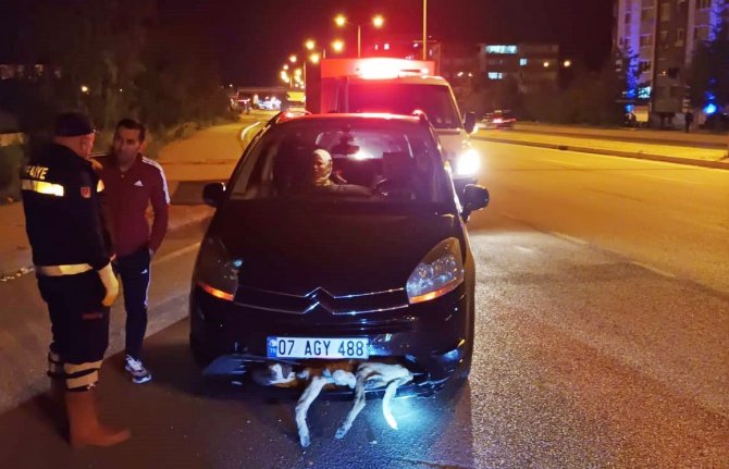 Aracın Çarptığı Köpek Tampona Sıkıştı