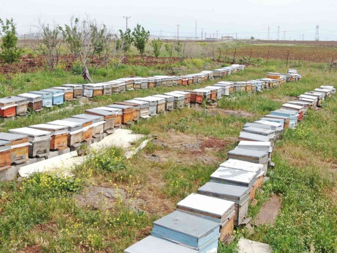 Bir Anne Şefkatiyle Arılara Bakıyor, Hem Sevgisini Hem De Emeğini Veriyor