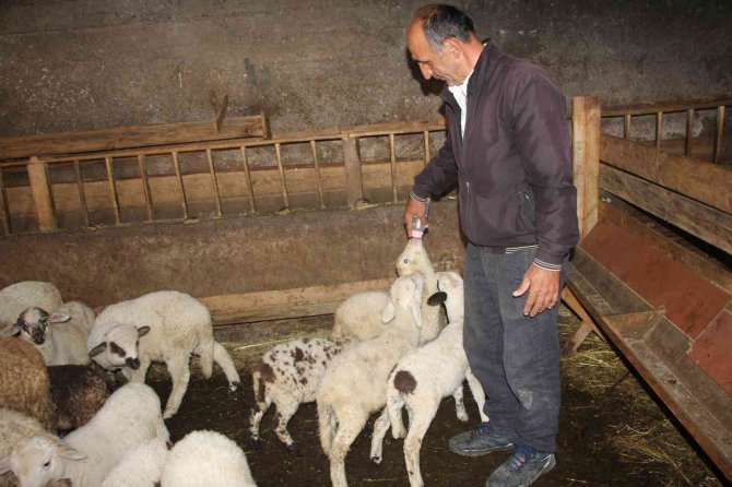 İ̇nternetten Satmak İstediği Koyunlarını Dolandırıcılara Kaptırdı