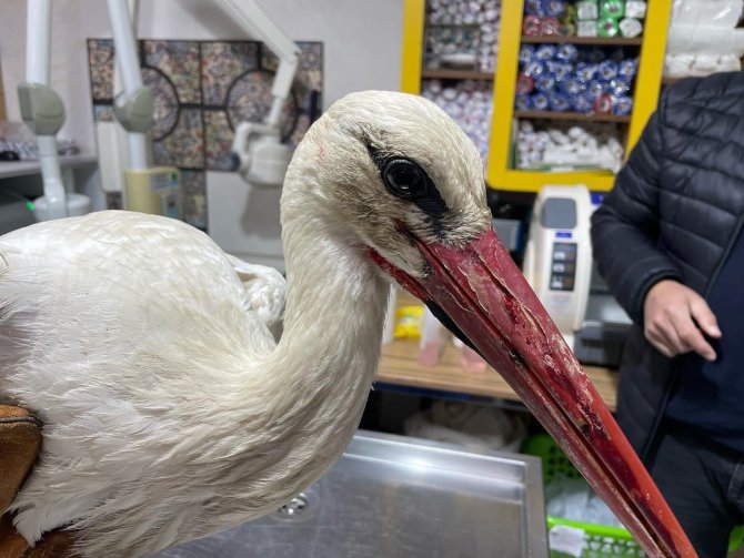 Yaralı Halde Bulunan Leylek Tedavisinin Ardından Koruma Altına Alındı