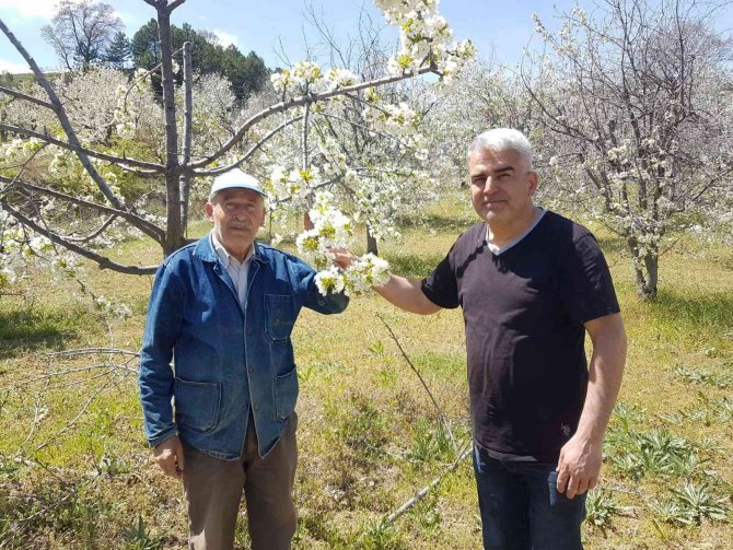 Şaphane’de Kiraz Ve Vişne Bahçelerinde Fenolojik Gözlem Çalışmaları