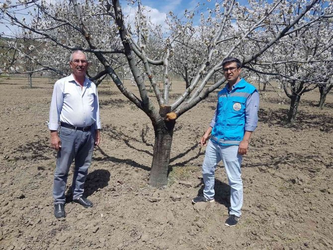 Şaphane’de Kiraz Ve Vişne Bahçelerinde Fenolojik Gözlem Çalışmaları