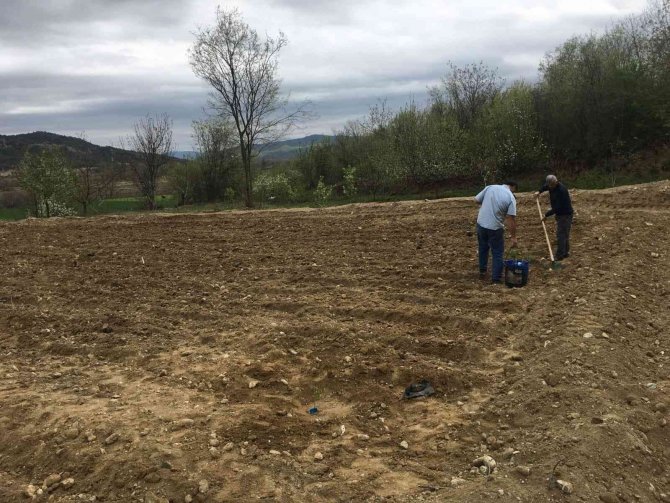 Sinop’a Antep Fıstığı