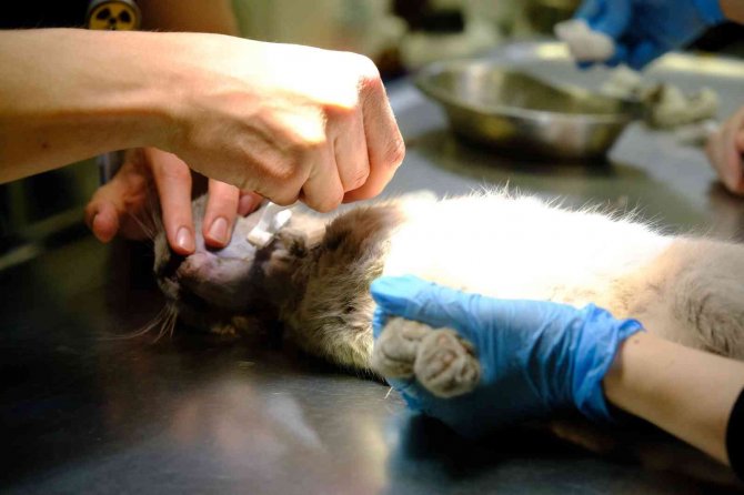 Beşinci Kattan Düşüp Çenesi Kırılan Kedi Sağlığına Kavuştu