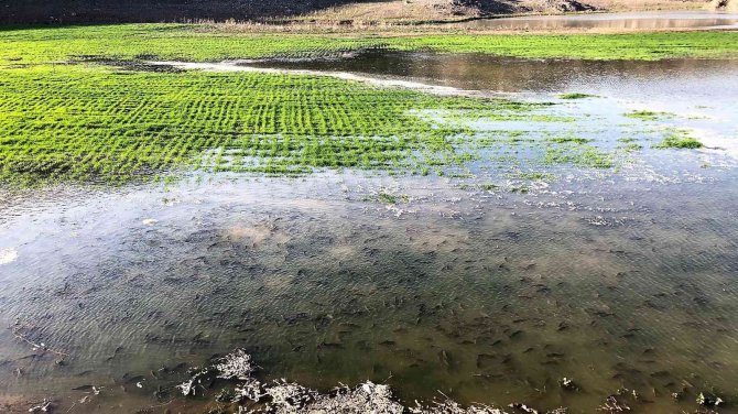 Denetime Çıkan Ekipleri Şaşırtan Manzara, Yüzlercesi Aynı Anda Geldi