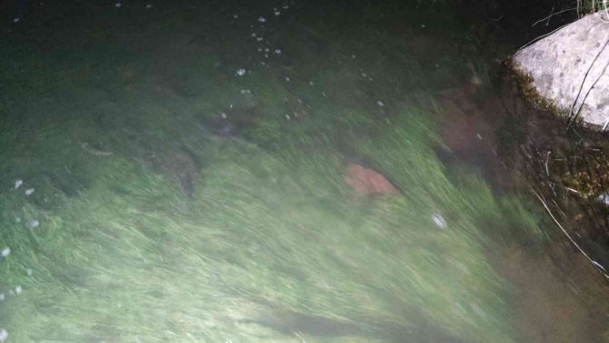 İ̇nci Kefalinin Engel Tanımayan Yolculuğu Başladı