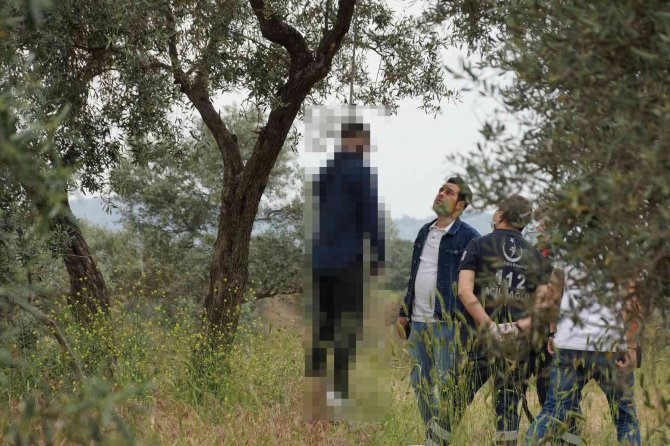 Zeytin Ağacına Asılı Halde Bulundu