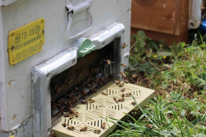 Aydınlı Üreticilere 4 Milyon Tl Destek Ödemesi Yapıldı