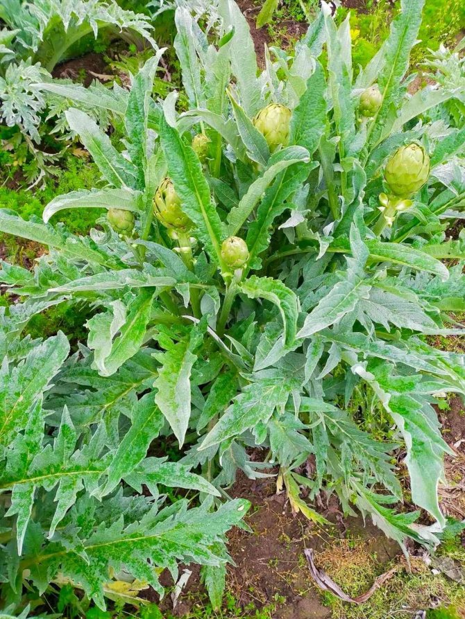 Kazdağları’nın Eteklerinde Enginar Hasadı Başladı