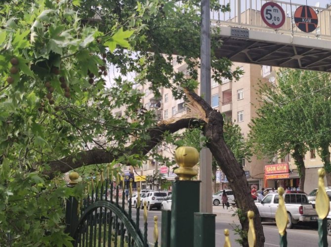 Diyarbakır’da Seyir Halindeki Ticari Aracın Üstüne Ağaç Devrildi
