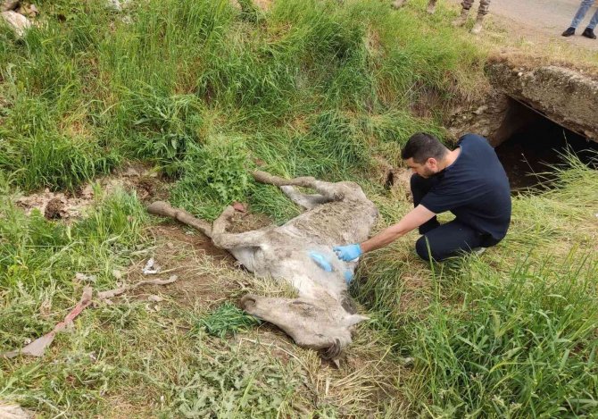 Diyarbakır’da Menfezde Bulunan Yaralı Katır Tedavi Altına Alındı
