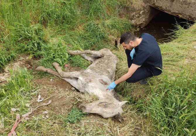 Diyarbakır’da Menfezde Bulunan Yaralı Katır Tedavi Altına Alındı