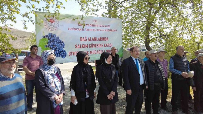 Üzüm Bağlarında Salkım Güvesine Karşı Biyoteknik Mücadele