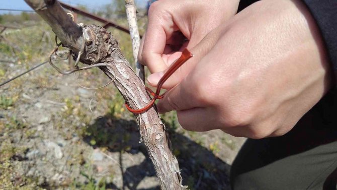 Üzüm Bağlarında Salkım Güvesine Karşı Biyoteknik Mücadele
