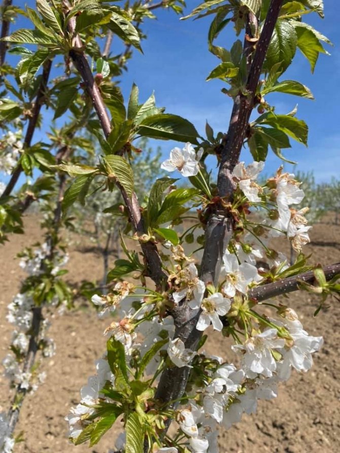 Üreticilere ’Monilya’ Hastalığı Uyarısı