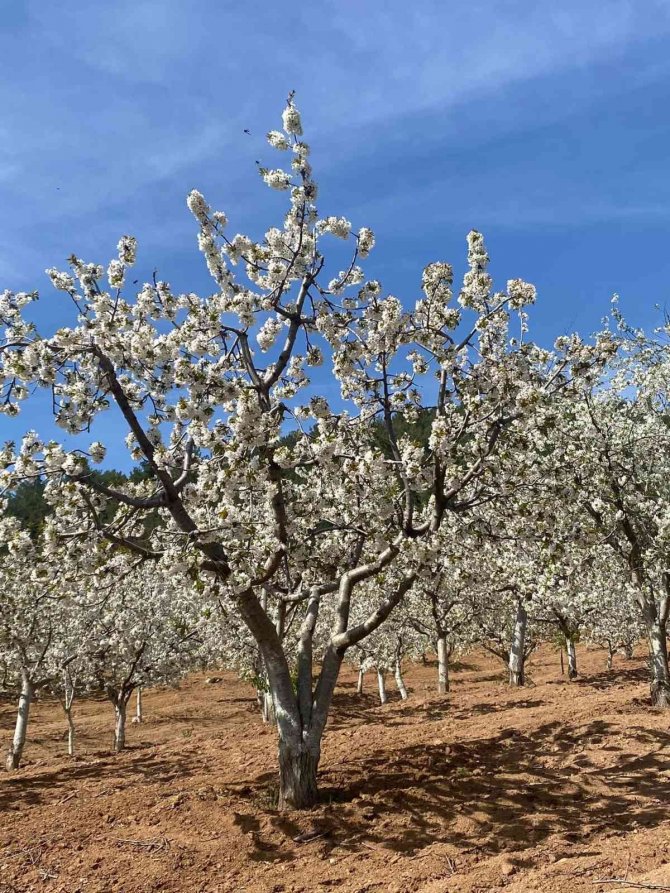 Üreticilere ’Monilya’ Hastalığı Uyarısı
