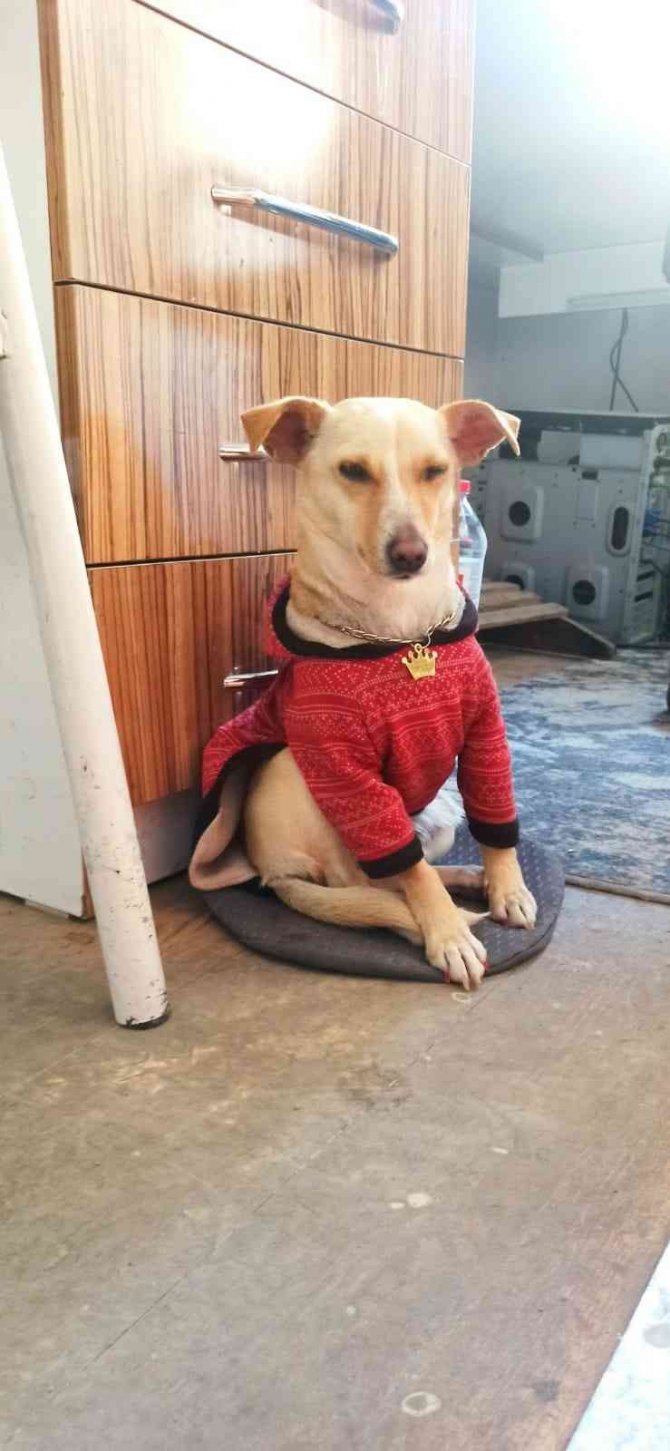 Ölen Köpeğinin Ardından Hukuk Mücadelesi Başlattı