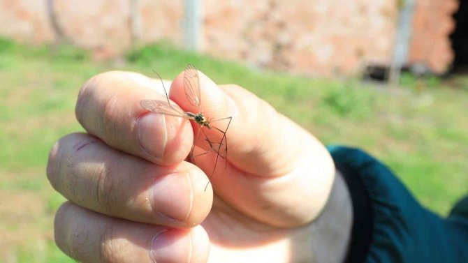 Çayır Sineğine Karşı Vatandaşlar Bilgilendirildi