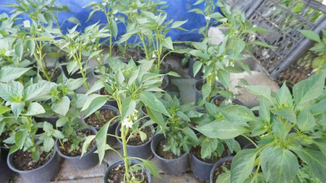 Sarıgöl’de Sebze Fidan Satışlarında Önemli Artış