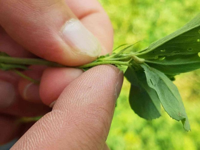 Şaphane’de Yem Bitkisi Ekili Alanlarda Hastalık Ve Zararlı Kontrolleri