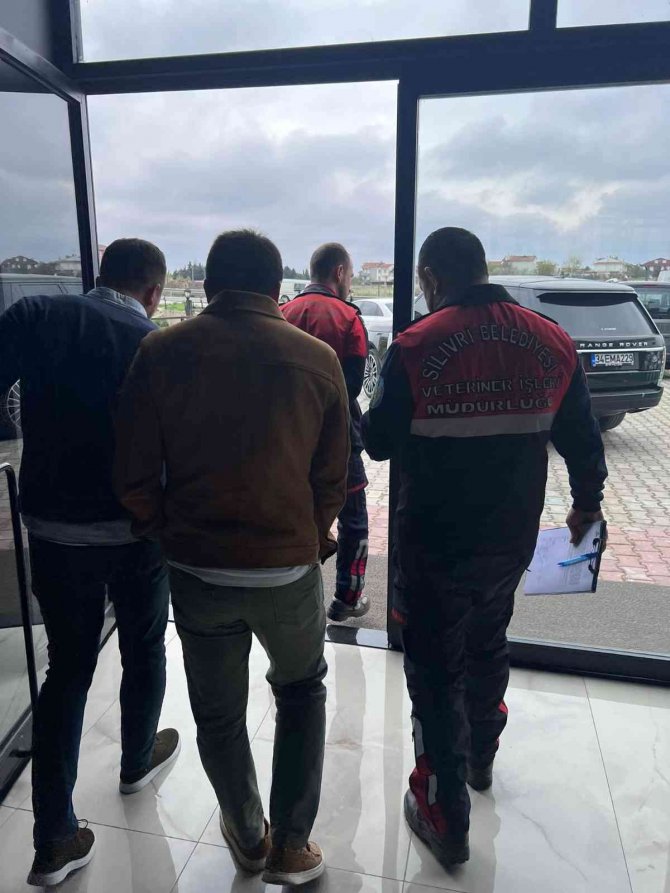 Silivri’de Nesli Tükenmek Üzere Olan ‘Balaban Kuşu’ Bulundu