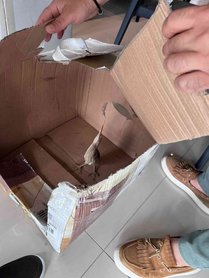 Silivri’de Nesli Tükenmek Üzere Olan ‘Balaban Kuşu’ Bulundu