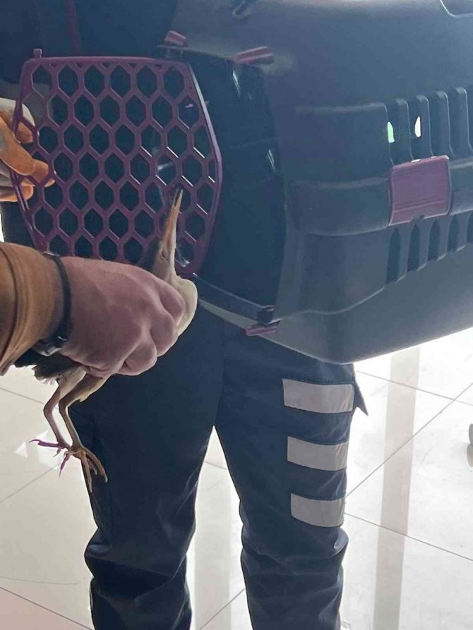 Silivri’de Nesli Tükenmek Üzere Olan ‘Balaban Kuşu’ Bulundu