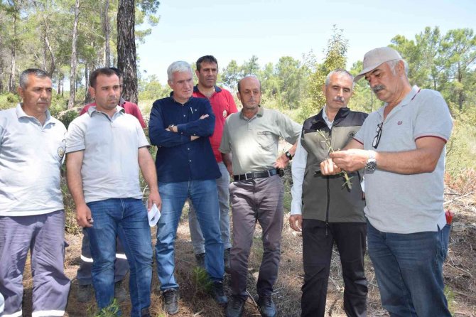 Kumluca’da Köylülere Gelir Getirecek Ormanlar Oluşturuluyor