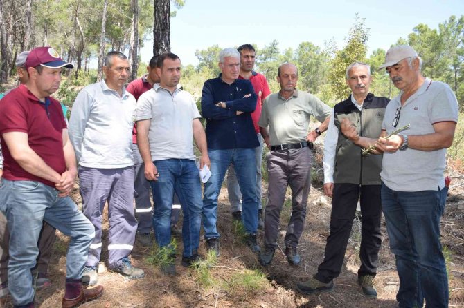 Kumluca’da Köylülere Gelir Getirecek Ormanlar Oluşturuluyor