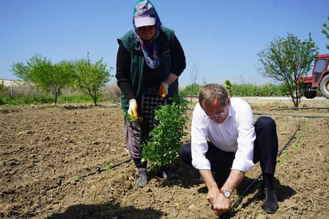 Kadınların Dikimini Yaptığı Organik Ürünler Ayvalık’ta Toprak İle Buluştu