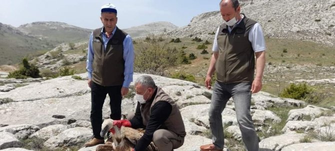 Tedavisi Tamamlanan Akbaba, Doğaya Bırakıldı