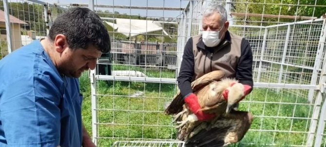 Tedavisi Tamamlanan Akbaba, Doğaya Bırakıldı