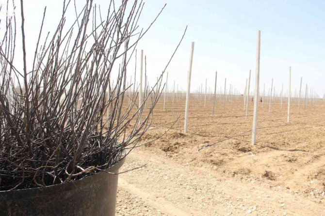 Türkiye’nin En Büyük Elma Üreticisi Hindistan’a Açılıyor