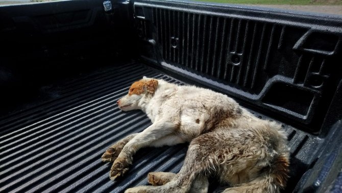 Kars’ta Yaralı Köpek Tedavi Altına Alındı