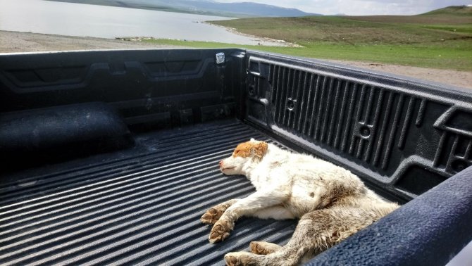 Kars’ta Yaralı Köpek Tedavi Altına Alındı