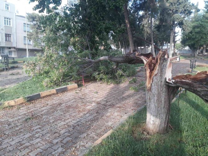 Etkili Olan Rüzgar Ağaçları Devirdi