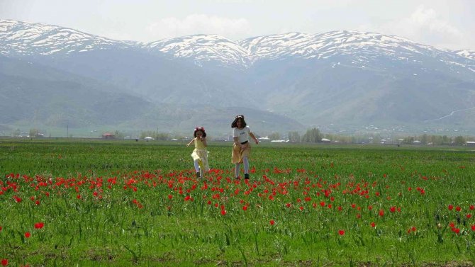 Muş Ovası Lalelerle Kırmızıya Boyandı