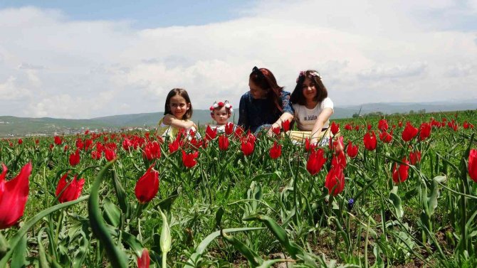 Muş Ovası Lalelerle Kırmızıya Boyandı