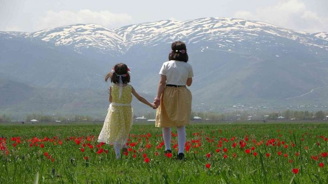 Muş Ovası Lalelerle Kırmızıya Boyandı