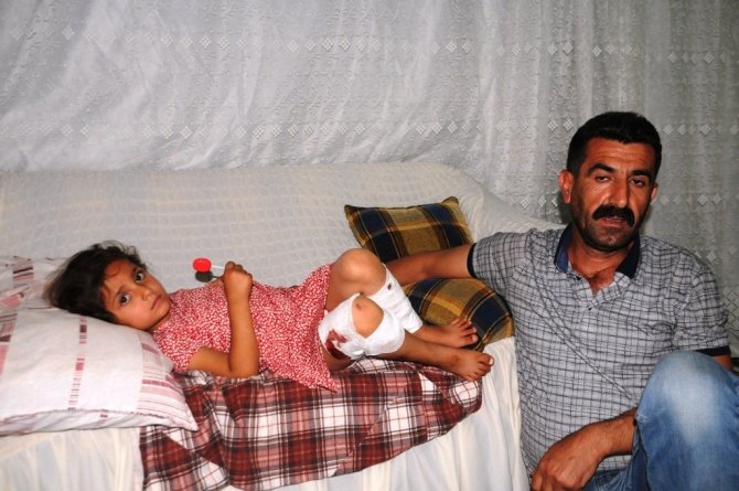 Başıboş Köpeğin Saldırısına Uğrayan 5 Yaşındaki Çocuk Yaralandı